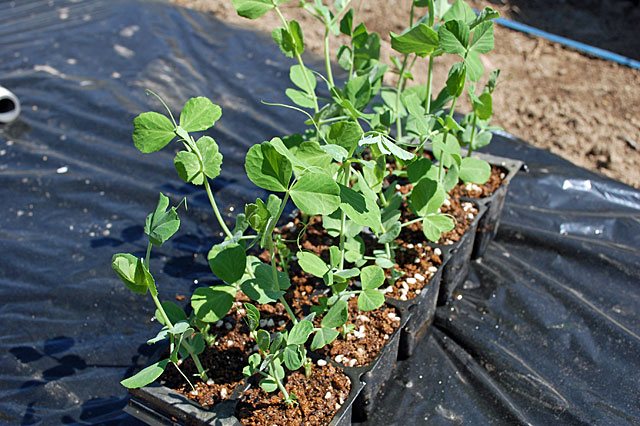 snapbean-plant