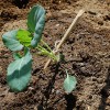 初夏採りブロッコリー苗の植え付け！害虫対策を徹底します