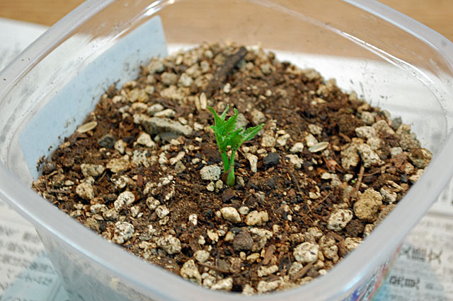 taranoki-sprout