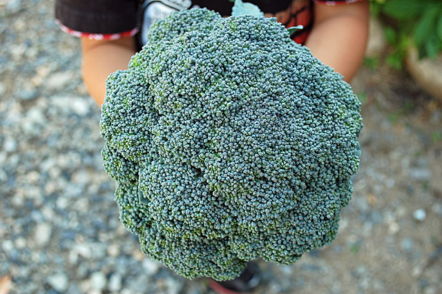 broccoli-harvest2