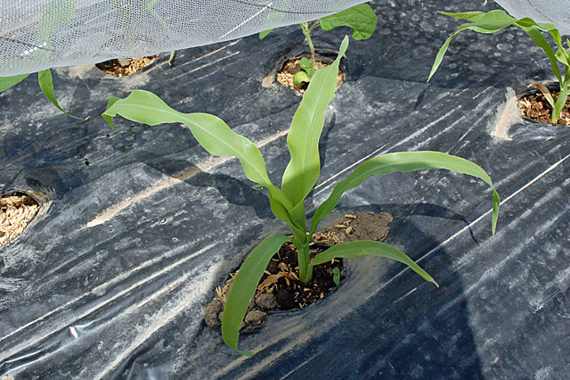 corn-fertilizer