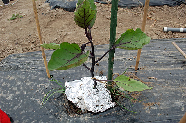 eggplant-plant