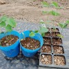 枝豆の植え付け！まずは第一弾トウモロコシのコンパニオンプランツ用です