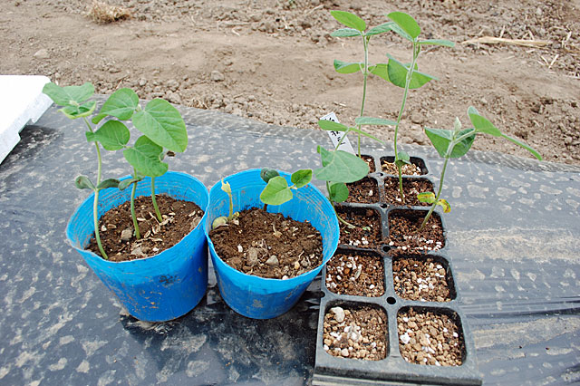soybean-plant