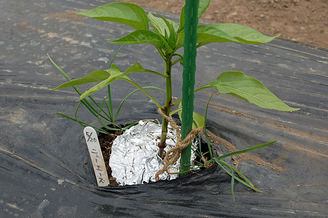 sweet-pepper-plant