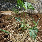 大玉スイカ「縞王」の植え付け！厳選3玉の収穫を目指します