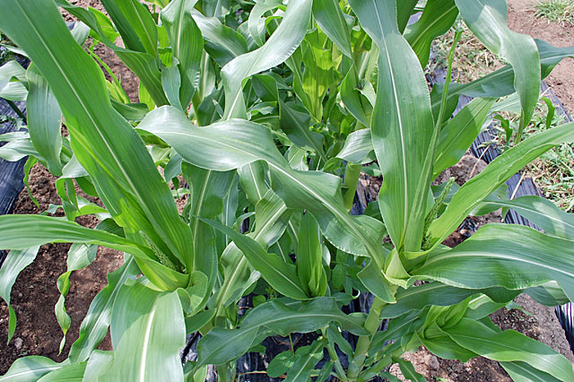 corn-fertilizer-2nd