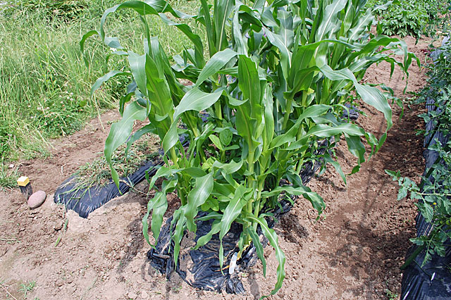 corn-fertilizer-2nd2