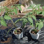 調理用トマト・サンマルツァーノの植え付け！育苗2ヵ月の自家製苗です