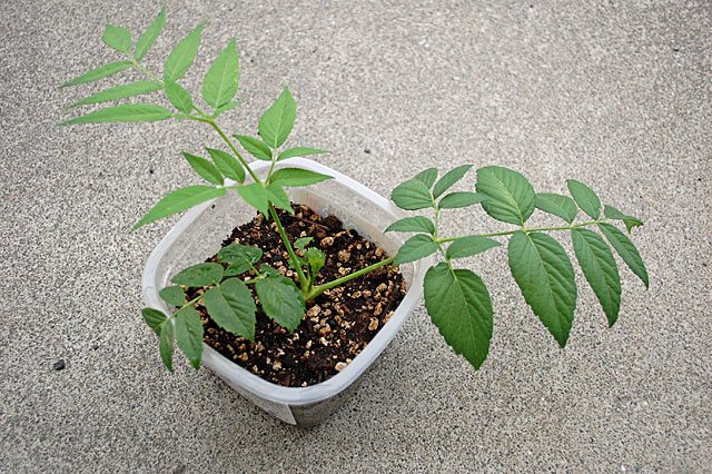 taranoki-plant