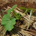 宿儺（すくな）カボチャの植え付け！ポタジェにどでかカボチャを転がします