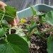 家庭用メロン「ころたん」の整枝！孫づる掻きは落ち着いて節目を数えます
